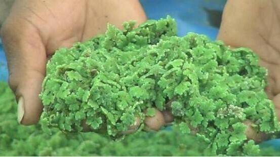 azolla imagen buena